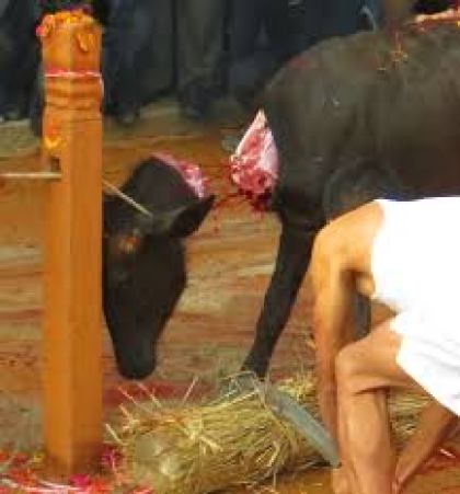 Brahmin slaughter Cow in epal to glorify idols of their evil gods,but in india they worship cow for political purporse