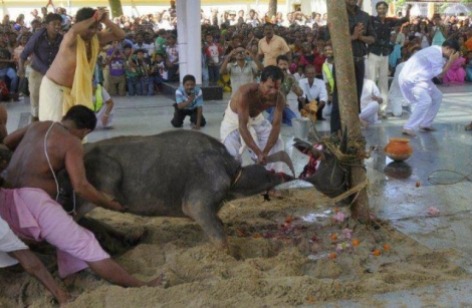 nepal-brahmin-hindu-cow-slaughter-7